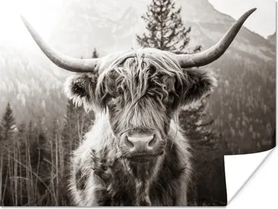 Produktbild von MuchoWow® Poster Scottish Highlander - Schwarz - Weiß 40x30 cm - Plakate für die Wände - Poster Wohnzimmer