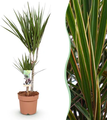 Produktbild von Green boutiQ - Zimmerpflanzen - Dracaena Marginata - Drachenbaum - Wenig Pflege - Grün - 1 Pflanze - Topf 17cm - Höhe 70-80cm