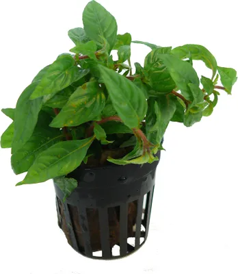 Produktbild von 1 Topf Kriechende Staurogyne (Staurogyne repens)