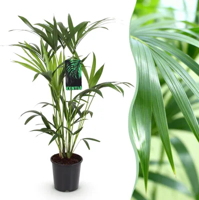 Produktbild von Howea Forsteriana - Kentia Palm - Pflegeleicht - Grün - 80-85cm - Ø19cm - Zimmerpflanze - Immergrün