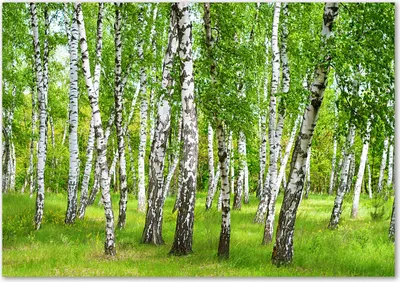 Produktbild von Tulup® Leinwandbild - 100x70 cm - Wandkunst - Drucke auf Leinwand - Leinwanddruck  - Landschaften - Grün - Birkenwald