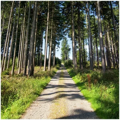 Produktbild von Wallario Premium Glasbild, freischwebende Optik, kräftige Farben, Größe 30 x 30 cm Motiv Stiller Waldweg