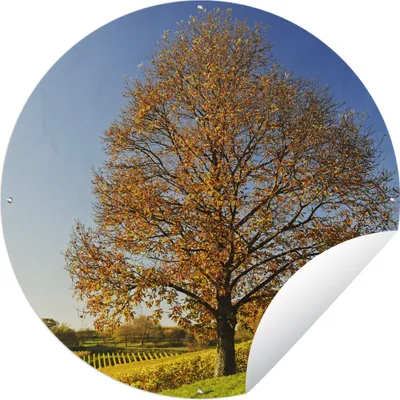 Produktbild von MuchoWow® Gartenposter Outdoor-Poster Rund Kastanienbaum in einer Weinberglandschaft Ø 150 cm Gartendeko Rundes Poster draußen