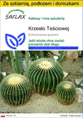 Zdjęcie produktu dla SAFLAX - Zestaw do uprawy - Krzesło Teściowej - 40 Nasiona - Z mini szklarnią, podłożem uprawowym i 2 doniczkami - Echinocactus grusonii