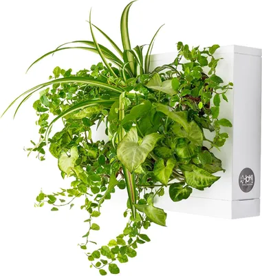 Produktbild von Gartenwandsystem für 6 Pflanzen mit Sphagnum-Moos und weißem Kunststoff.