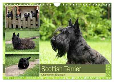 Produktbild von Scottish Terrier - Charmantes Rauhbein (Wandkalender 2027 DIN A4 quer), CALVENDO Monatskalender