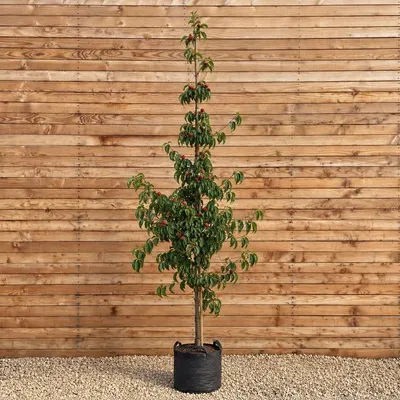Produktbild von Chinesischer Blumenhartriegel Hochstamm Chinensis 200-250 cm, Stammumfang 8-10 cm - Cornus kousa Hochstamm