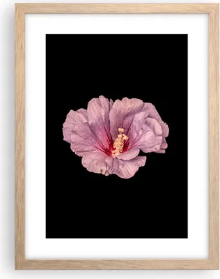 Produktbild von Gerahmtes Poster - Rahmen in heller Eiche - Hibiskus Blume Rosa - 30x40 cm - Wand Bild - Wanddeko - Wandbilder - Kunstposter - Wandposter - Bilderrahmen - Bilder - Kunstdruck - P2NPA30x40-4481