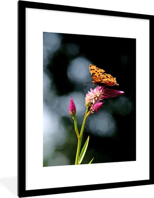 Produktbild von MuchoWow® Gerahmtes Poster Schmetterling - Blumen - Insekten 60x80 cm - Poster mit Schwarzem Bilderrahmen Wandposter Rahmen Foto Bilder - Wohnzimmer - Dekorationen - Prämie