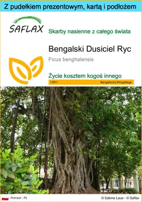 Zdjęcie produktu dla SAFLAX - Zestaw prezentowy - Bengalski Dusiciel Ryc - 20 Nasiona - Z pudełkiem upominkowym, etykietą wysyłkową, kartą podarunkową i podłożem uprawowym - Ficus benghalensis