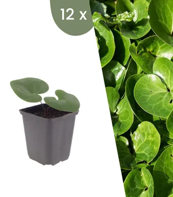 Image de Plants by Frank | 12 Plantes d’asaret d’Europe | Asarum europaeum | Couvre-sol rustique | Plantes vivaces | Plantes d’ombre | Plantes de jardin