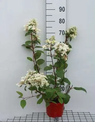 Produktbild von Hydrangea pan. 'Wim's Red®' - Rispenhortensie 40- 50 cm Container