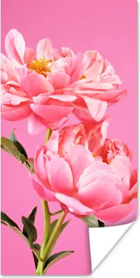 Produktbild von MuchoWow® Poster Rosa Pfingstrosen mit rosa Hintergrund 20x40 cm - Plakat - Foto