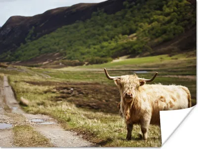 Produktbild von MuchoWow® Poster Schottische Highlander - Pfad - Wald 160x120 cm - Foto Plakat