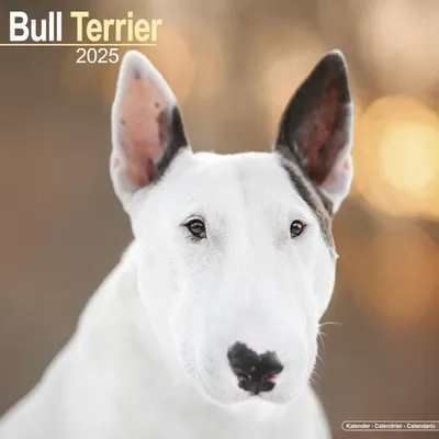 Obrázek produktu pro Bull teriér - Bull teriér 2025 - 16měsíční kalendář