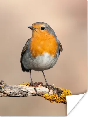 Produktbild von MuchoWow® Poster Rotkehlchen - Vogel - Zweig - Tiere 90x120 cm - Wohnzimmer