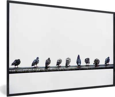Produktbild von MuchoWow® Gerahmtes Poster Eine Reihe von Tauben, die auf einem Bleirohr sitzen 30x20 cm - Poster mit Schwarzem Bilderrahmen Wandposter Rahmen Foto Bilder - Kunstdruck - Bild-Poster