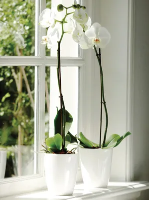 Produktbild von ORCHI-TOPF Orchideentopf „Brüssel Diamond Gloss“ 13cm Bruessel Weiss315001