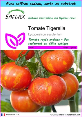 Image de SAFLAX Ensemble-cadeau - Tomate Tigerella - 10 graines - Lycopersicon