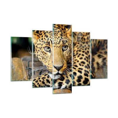 Produktbild von Bilder auf glas - Tiere gefährlich wilde katze - 150x100cm - Glasbilder - Wandbilder - Kunstdruck - zum Aufhängen bereit - Wanddekoration aus Glas - Glas Bilder - Wandbild auf Glas - GEA150x100-2702