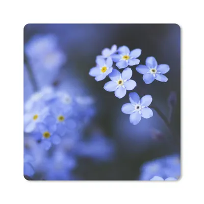Produktbild von MuchoWow® Mauspad Mousepad Nahaufnahme eines Vergissmeinnicht 20x20 cm - Mousepads - Maus Mat - Pad - Mausunterlage - Desk Mat - Bureauartikeln