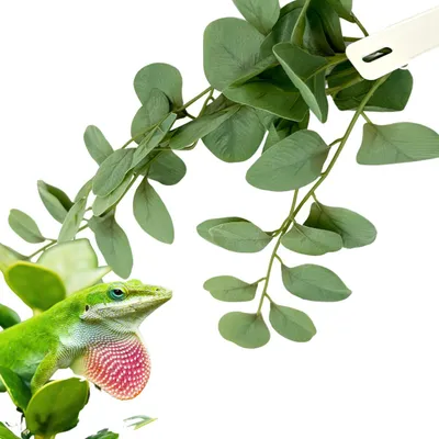 Obrázok produktu pre BioBush No5 umelá tropická rastlina pre teráriá Fitonia