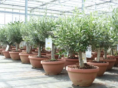 Produktbild von Olivenbaum Bonsai 70 - 90 cm Formgehölz, Olive winterhart, Olea europaea