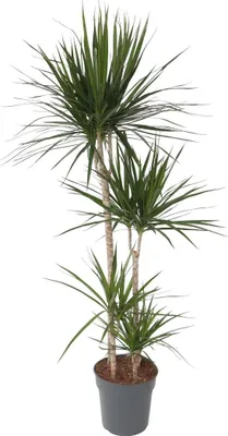 Image de Dragonnier - Dracaena marginata - Hauteur 150-160cm - ⌀27cm