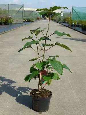 Image de Clerodendrum bungei - Fleur de gloire conteneur 40- 60 cm