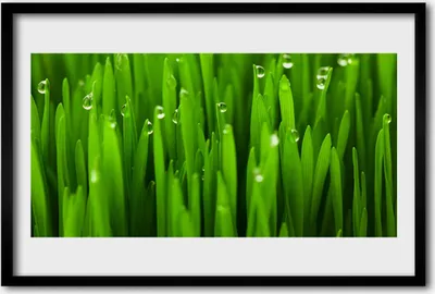 Produktbild von Bild 60x40 MDF-Rahmen Wandkunst Gras Natur Pflanze