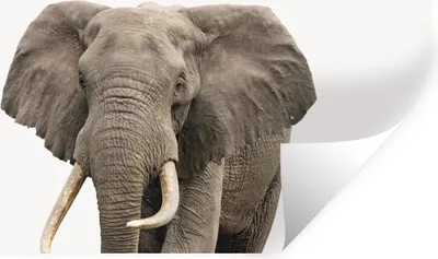 Produktbild von MuchoWow® Wandtattoo Wandsticker Wandaufkleber Elefant - Kinder - Tiere - Mädchen 80x40 cm Selbstklebend und Repositionierbar - Aufkleber