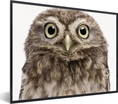 Produktbild von MuchoWow® Gerahmtes Poster Eule - Eule - Porträt - Braun - Vogel - Jungen - Mädchen 40x30 cm - Poster mit Schwarzem Bilderrahmen Wandposter Rahmen Foto Bilder - Kunstposter - Wanddekorationen