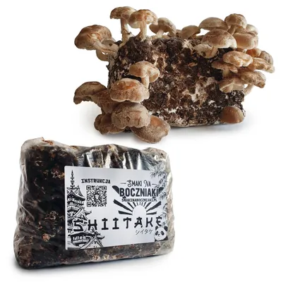 Zdjęcie produktu dla Shiitake – podłoże do domowej uprawy grzybów 2,7 kg
