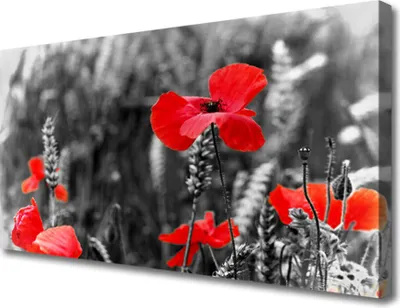Produktbild von Tulup Leinwand-Bilder 100x50 Wandbild Canvas Kunstdruck Mohnblumen Pflanzen