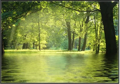 Produktbild von Wallario Wandbild Idyllischer See im Wald bei Sonnenschein, Größe: 70,30 x 100,30 cm, Poster mit schwarzem Aluminiumrahmen