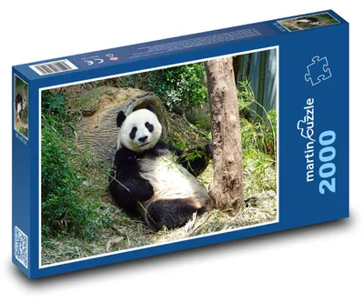 Obrázok produktu pre Puzzle 2000 Panda v lese - martinpuzzle