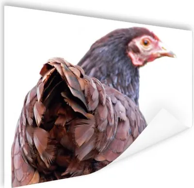 Produktbild von MuchoWow® Poster Rückansicht eines Huhns 160x120 cm - Foto Plakat
