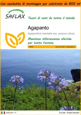 Immagine prodotto di SAFLAX Garden in the bag - Agapanto - 50 semi - Agapanthus