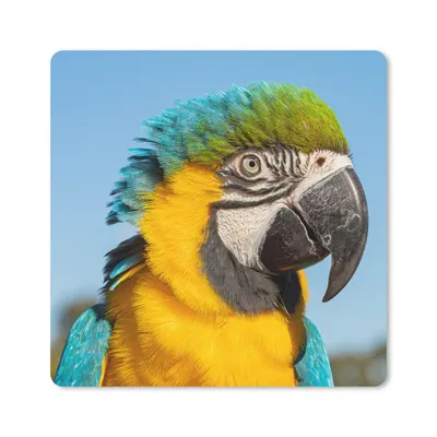 Produktbild von MuchoWow® Mauspad Mousepad Nahaufnahme eines Papageis mit buntem Gefieder 20x20 cm - Mousepads - Maus Mat - Pad - Mausunterlage - Desk Mat - Bureauartikeln