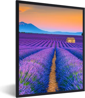 Produktbild von MuchoWow® Gerahmtes Poster Lavendel - Lila - Blumen 60x80 cm - Poster mit Schwarzem Bilderrahmen Wandposter Rahmen Foto Bilder - Premium - Wanddeko Wohnzimmer