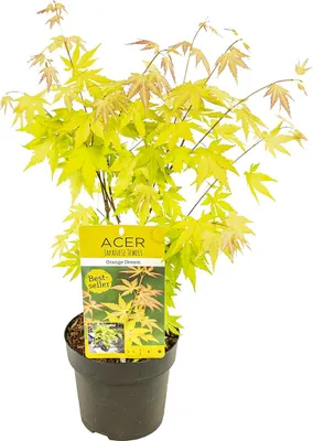 Zdjęcie produktu dla Bloomique - Acer Palmatum Orange Dream - Klon japoński - Liść pomarańczowy - Rośliny ogrodowe - Wytrzymałe - Wysokość 40-50 cm - Doniczka 15 cm