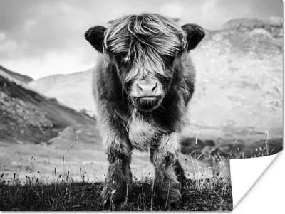 Produktbild von MuchoWow® Poster Schottischer Highlander - Berg - Schwarz - Weiß 120x90 cm - Wandbild