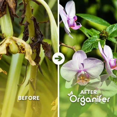 Produktbild von Orchideen Flüssigdünger 10L – 3-4-3 NPK – Flüssig-Pflanzendünger für Orchideen – Organifer