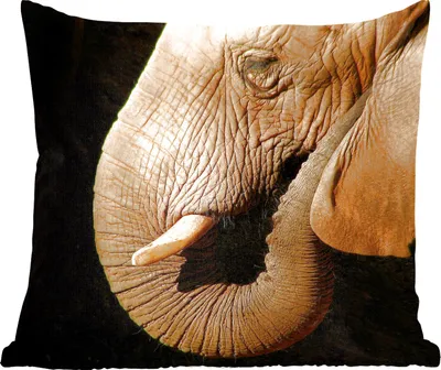 Produktbild von MuchoWow® Zierkissen Sofakissen Wohnzimmer Dekokissen 50x50 cm Elefant - Tiere - Nahaufnahme - Schwarz - Komfort - Sofakissen