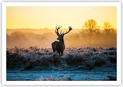 Produktbild von Poster - Poster ohne Rahmen - Feld Nebel Natur Baum - 100x70 cm - Wand Bild - Wanddeko - Wandbilder - Kunstposter - Wandposter - Bilder - Kunstdruck - Wanddekoration - Wandbild - P2XAA100x70-2428