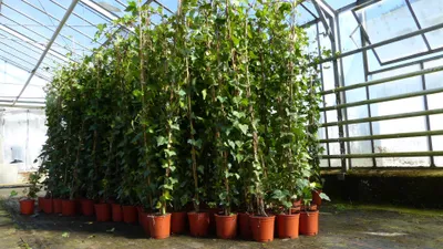 Produktbild von 30 Stück Efeu Hedera helix 180 - 200 cm Pyramide Säule winterhart Kletterpflanze Hecke Sichtschutz blickdicht