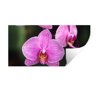 Produktbild von MuchoWow® Wandtattoo Wandsticker Wandaufkleber Rosa Orchidee 40x20 cm Selbstklebend und Repositionierbar - Aufkleber