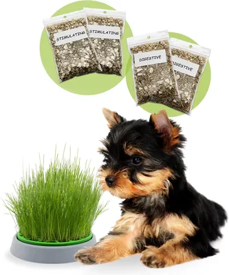 Produktbild von Hundegras Set, 4 Beutel mit Samen und Substrat, fördert Verdauung, für Hunde