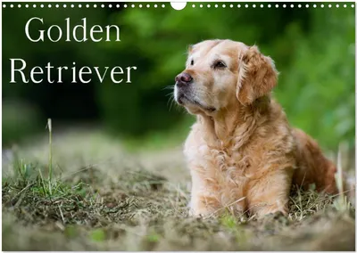 Produktbild von Golden Retriever (Wandkalender 2026 DIN A3 quer), CALVENDO Monatskalender