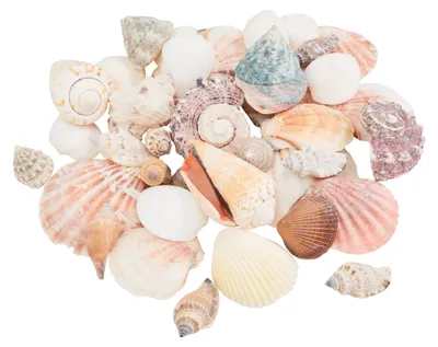 Produktbild von Eurosand Muschel-Mix Natur 600 g, Deko, Basteln, Aquarium, Stranddeko